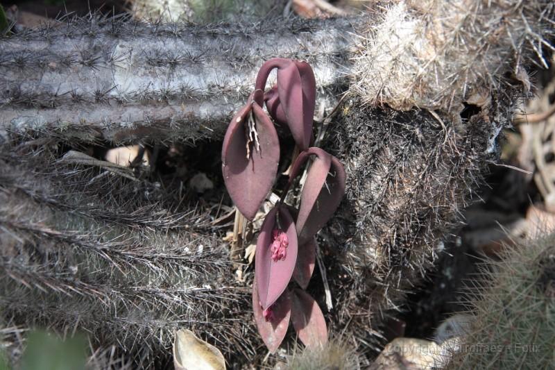 23 Chapada plants.jpg